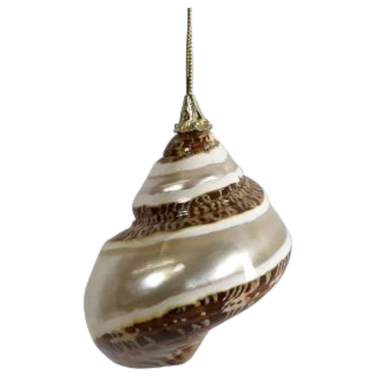 Petholatus Banded Turbo Shell Ornament (HSS)